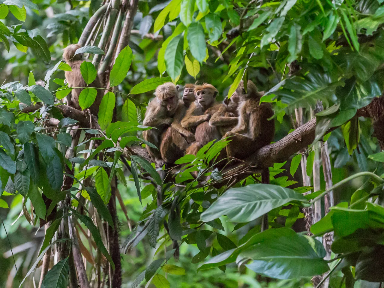 A group of Ceylon capuchin monkeys sits huddled together on a branch in Sri Lanka's rainforest.