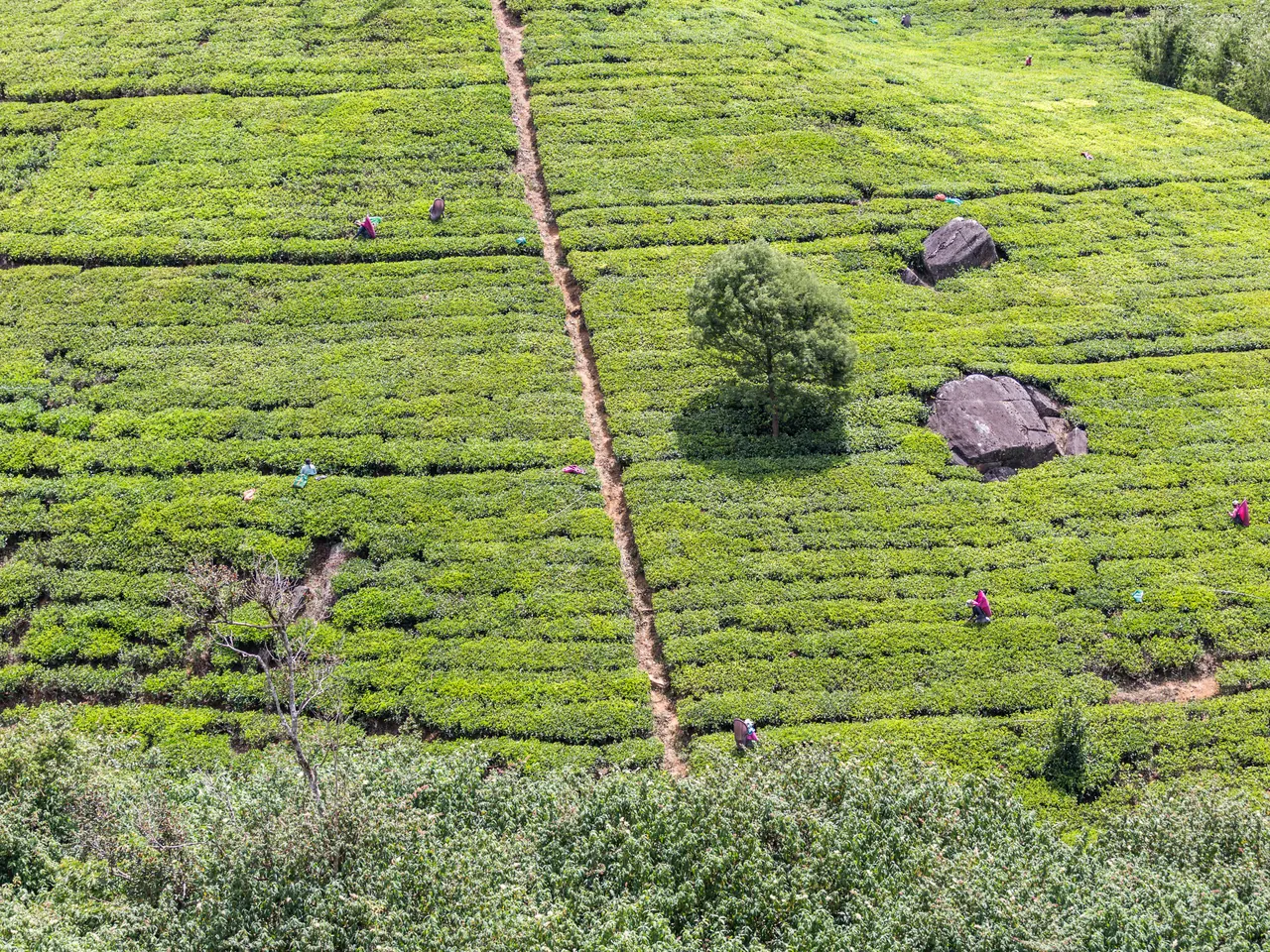 Tea pickers harvesting tea on a Ceylon tea plantation in the hills of Sri Lanka.