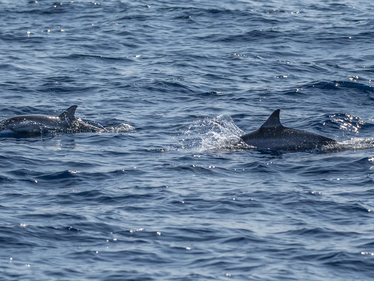 Two dolphins at the water's surface during a boat tour off the southern coast of Sri Lanka.