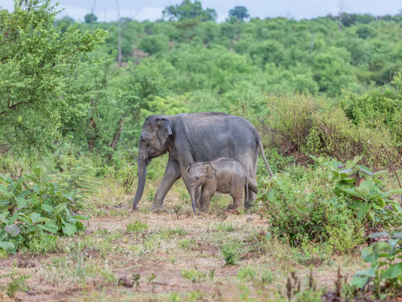 A Sri Lankan elephant cow with her calf walking through Udawalawe National Park, Sri Lanka.