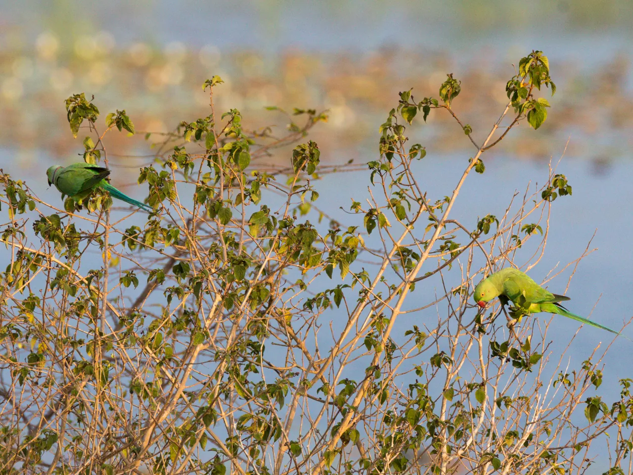 Two rose-ringed parakeets are perched in the bushes by a lake in Sri Lanka.