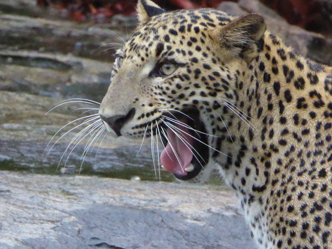 A Sri Lankan leopard resting beside the water in the island's dry-zone wilderness.