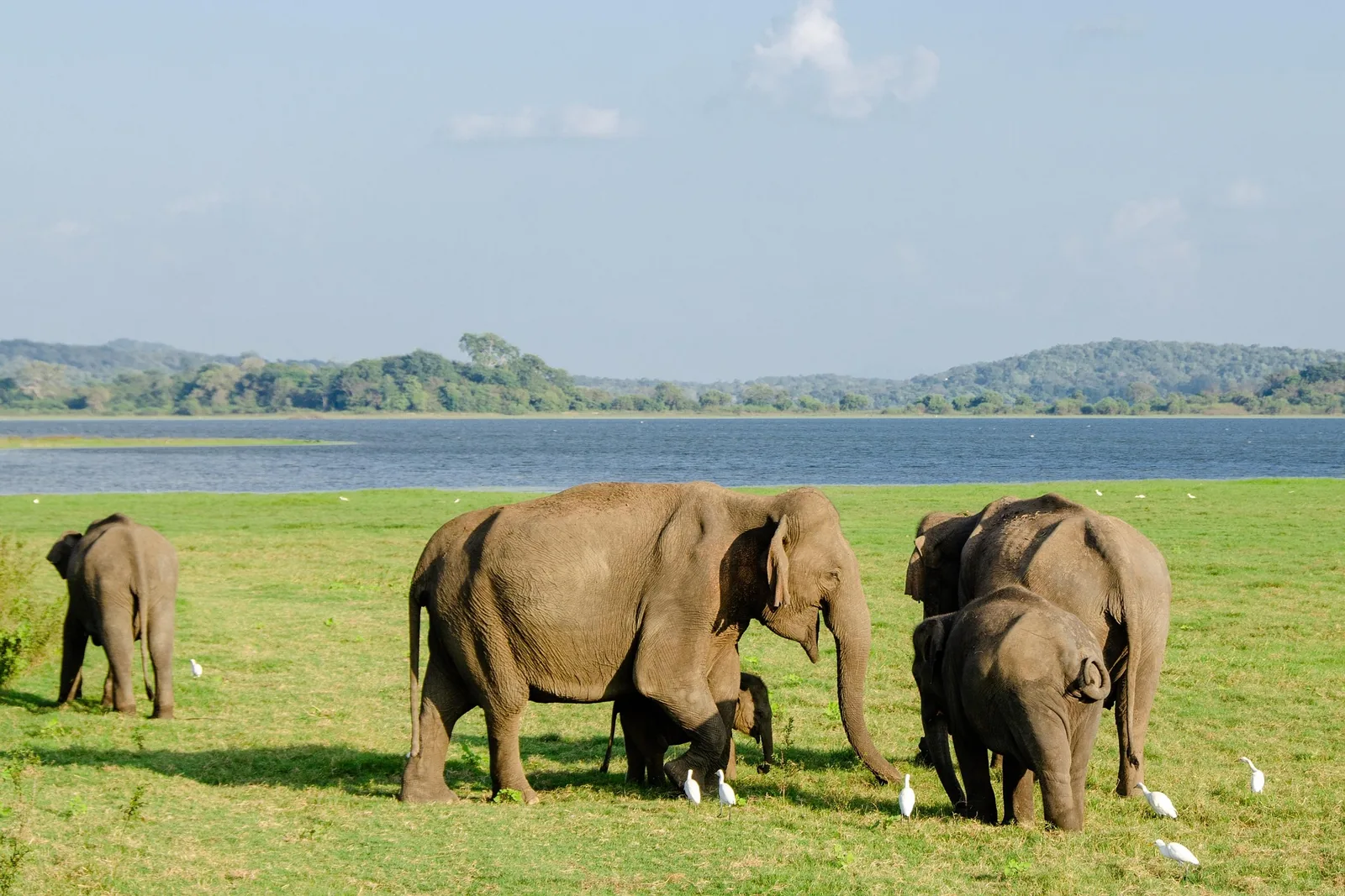 Elephant herd beside the Minneriya Reservoir in Sri Lanka
