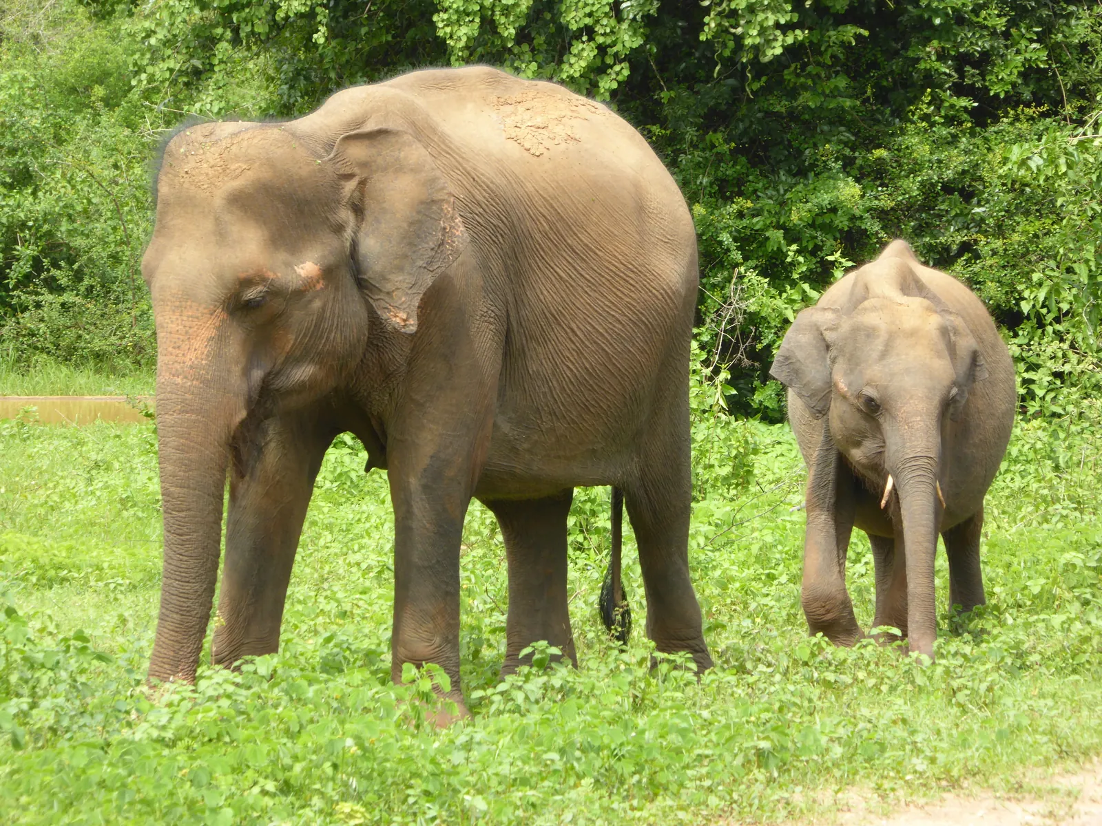 Ella, Udawalawe and the Southern Coast
